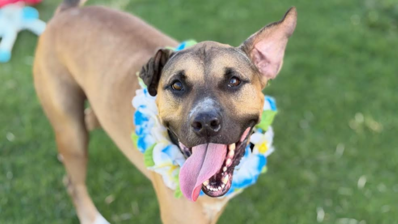 Pet of the Week: Beau